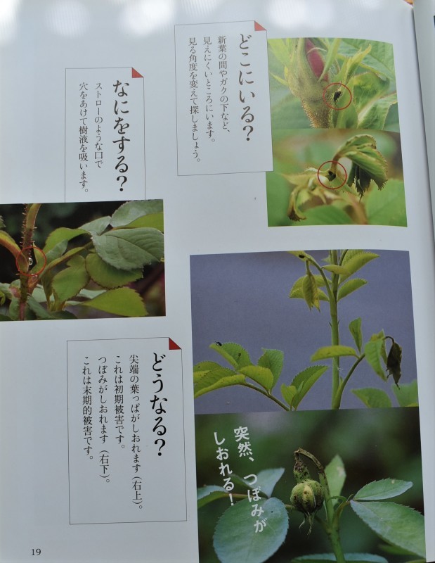 バラゾウムシも 捕るなら 今でしょ 山の実のおうち
