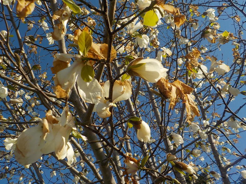 コブシの花咲く_b0392926_14584852.jpg