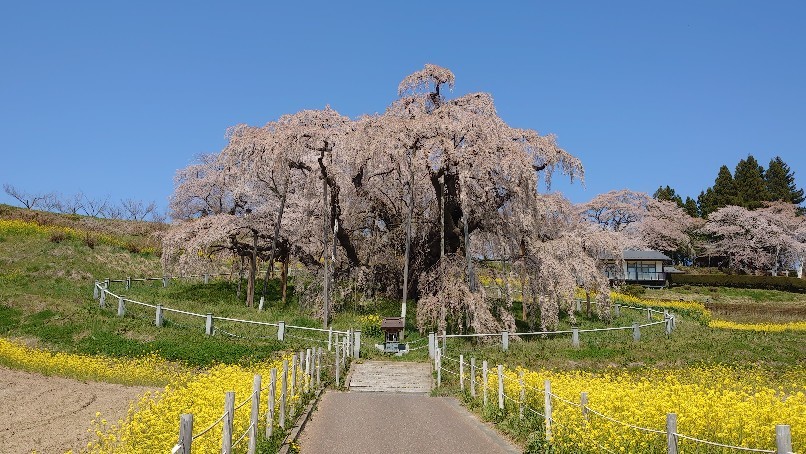 三春の滝桜_b0237229_14490612.jpg