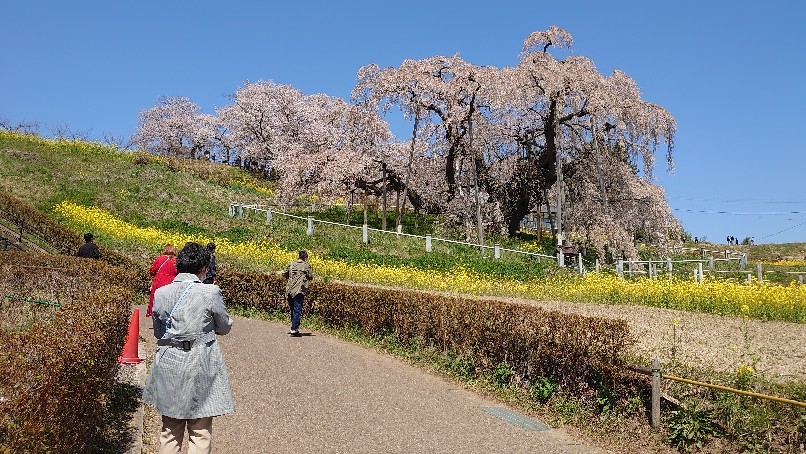 三春の滝桜_b0237229_14490666.jpg