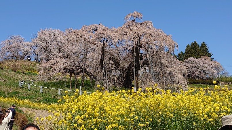 三春の滝桜_b0237229_14490694.jpg