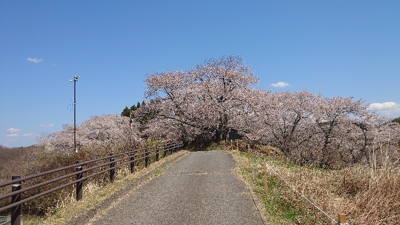 三春の滝桜_b0237229_14494536.jpg