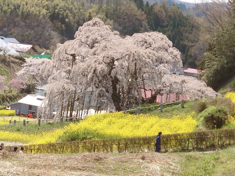 三春の滝桜_b0237229_14494621.jpg