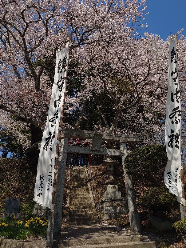三春の滝桜_b0237229_14494666.jpg