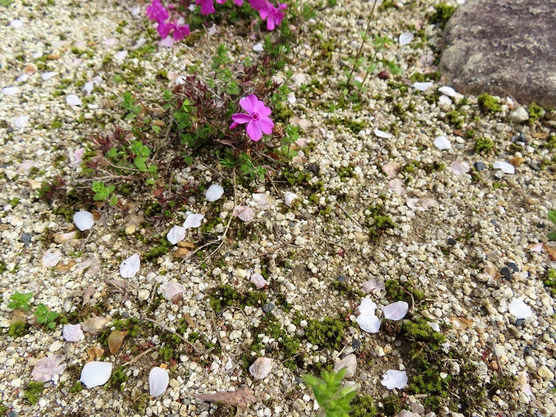 芝桜と苔の生存競争を司る_f0076731_18472383.jpg