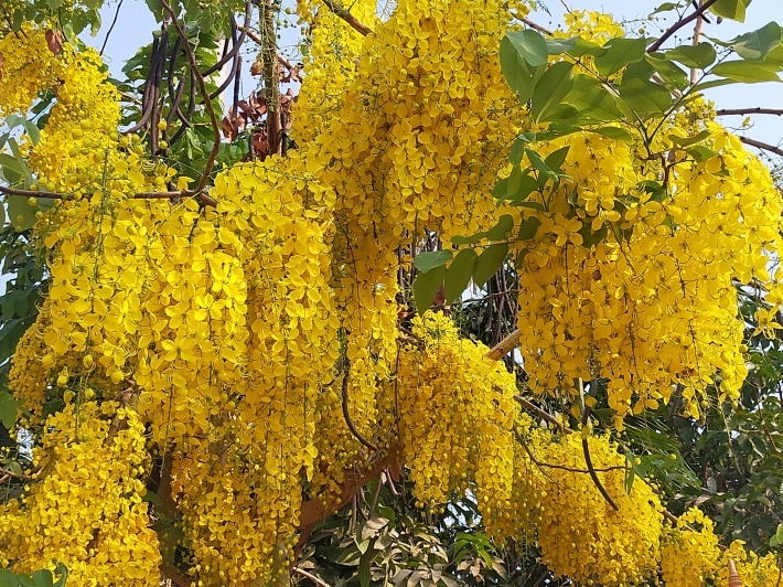 黄色いお花\"ゴールデンシャワー\"が運気を上げる?_e0408534_15202379.jpg