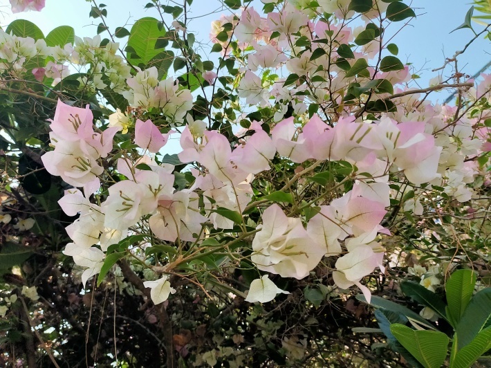 黄色いお花\"ゴールデンシャワー\"が運気を上げる?_e0408534_15321073.jpg