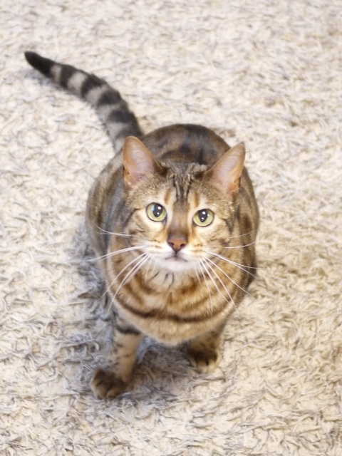 猫のお留守番 ミーちゃん編 ゆきねこ猫家族 猫のお留守番 ミーちゃん編 ゆきねこ猫家族