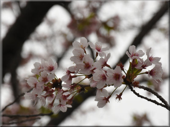 桜2021　＠一番近い公園_f0363141_20424531.jpg