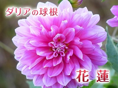 『ダリアの球根』2021年度販売スタート!!独占販売や希少品種のまずは18品種!随時新品種アップします!_a0254656_16414242.jpg
