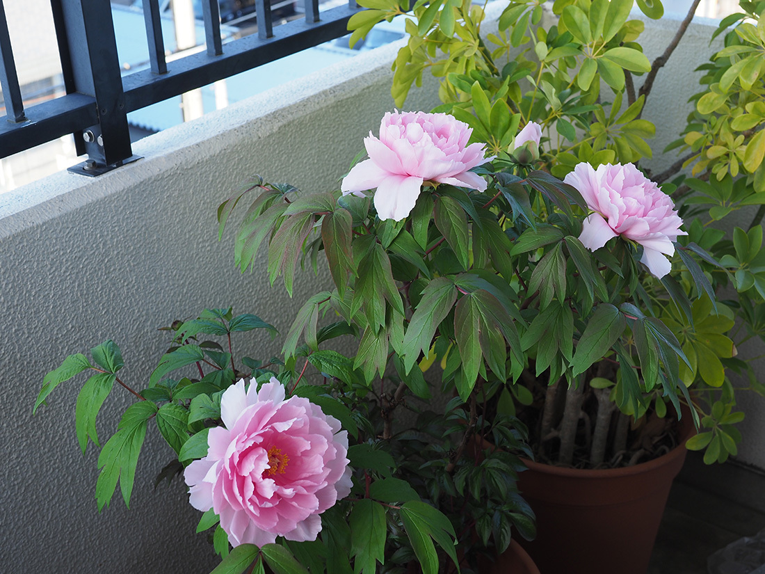 今年も咲いた、芍薬の花_b0116656_17045924.jpg