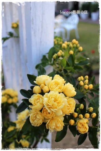 黄モッコウバラ復活 La Rose 薔薇の庭 黄モッコウバラ復活 La Rose 薔薇の庭