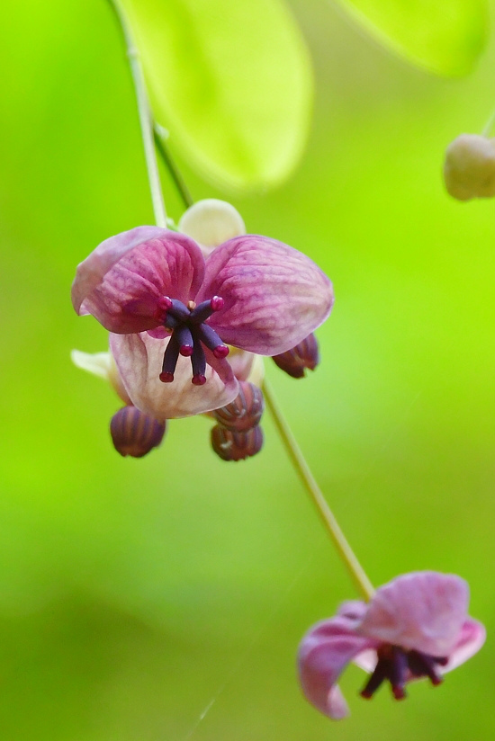 ちょっと一休み.......桜と花と蝶_f0400360_17081907.jpg
