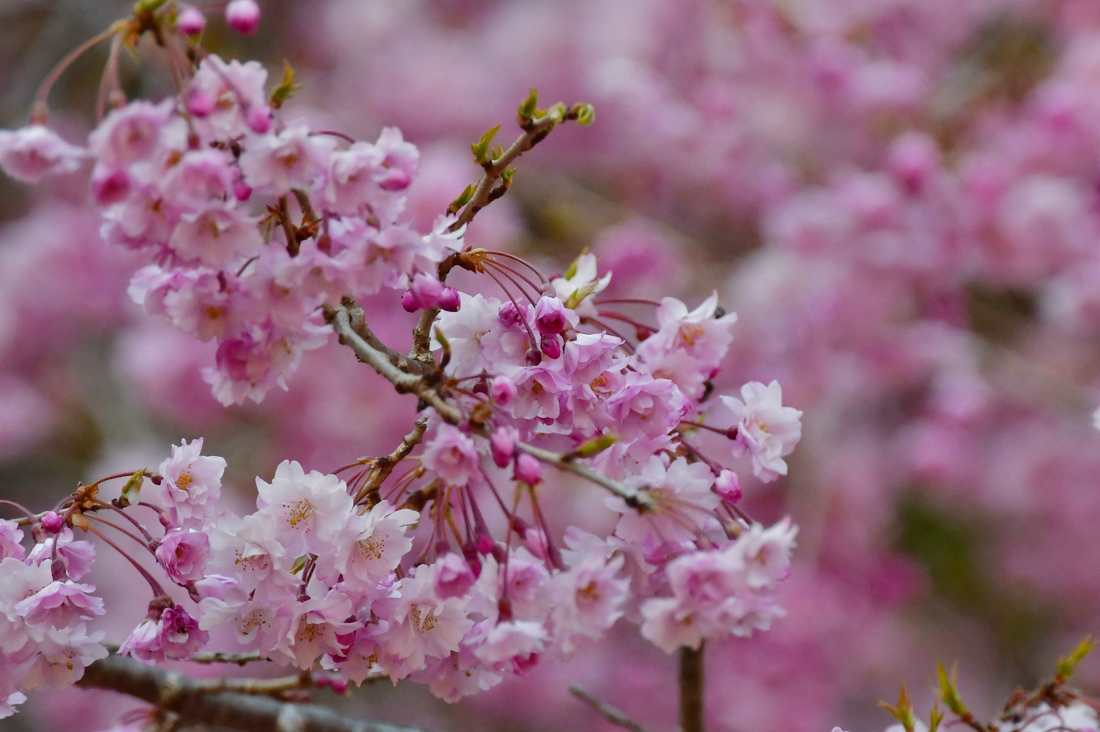 ちょっと一休み.......桜と花と蝶_f0400360_17514987.jpg