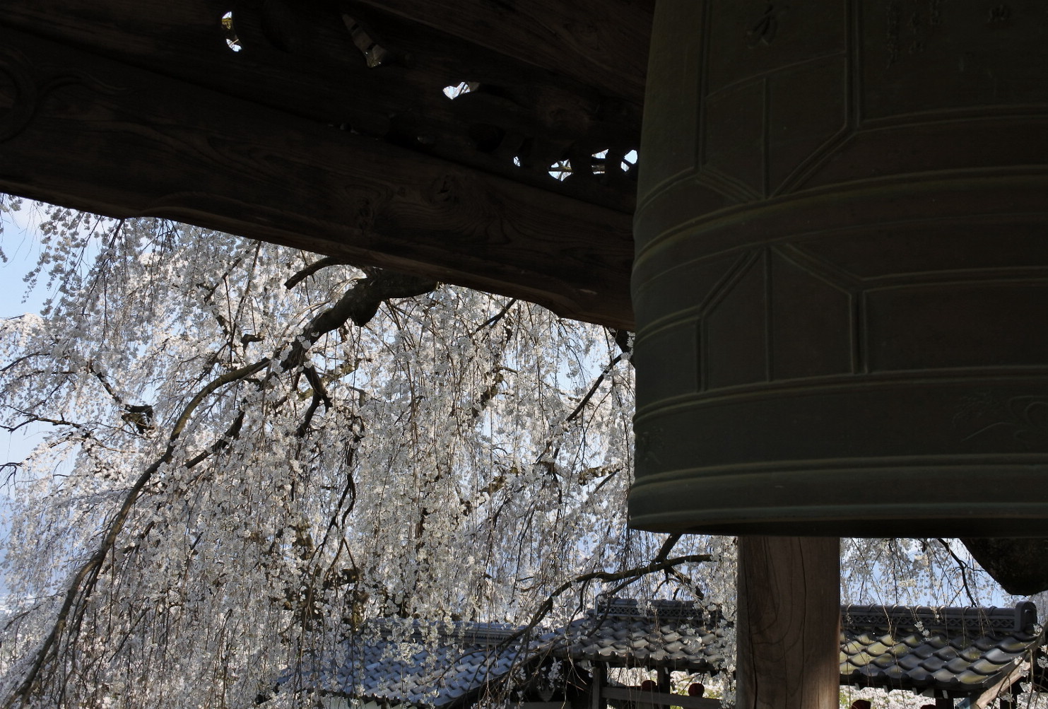 長野そぞろ歩き：花見・光林寺の枝垂れ桜_f0049074_20543348.jpg