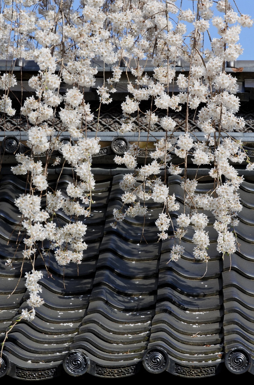 長野そぞろ歩き：花見・光林寺の枝垂れ桜_f0049074_20553590.jpg