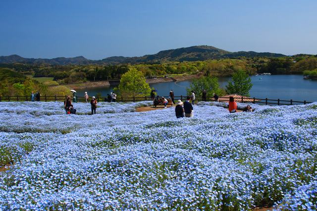 農業公園のネモフィラ　　　21/04/10_d0126577_11524753.jpg