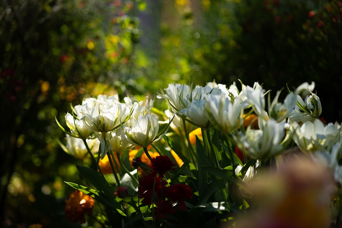 百花繚乱の都市公園_d0353489_22503545.jpg