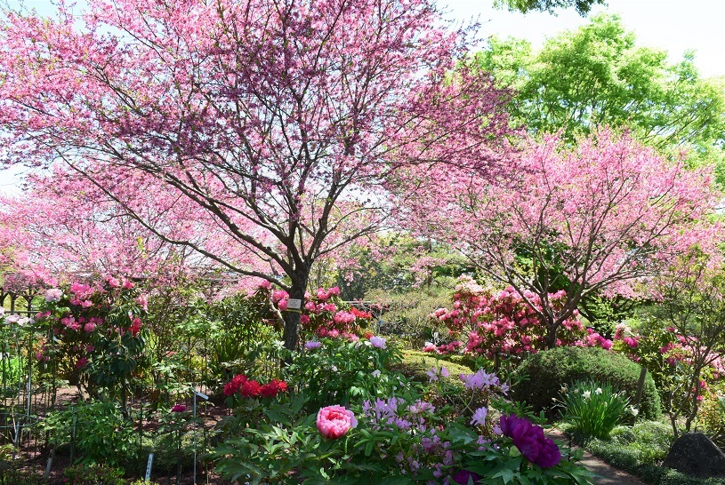 花木の饗宴 町田ぼたん園 バラとハーブのある暮らし Salon De Roses