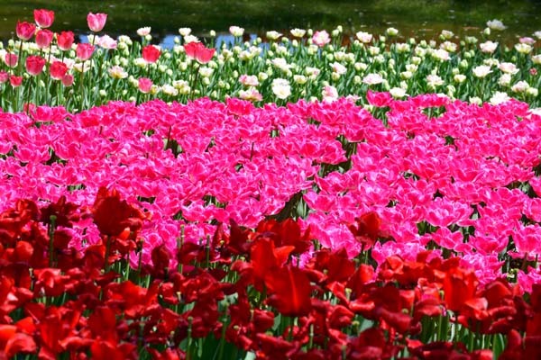 国営昭和記念公園の満開のチューリップ_f0173596_19044910.jpg