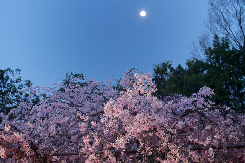 2021桜巡り 枝垂れ桜ライトアップ@水火天満宮_f0032011_19383000.jpg