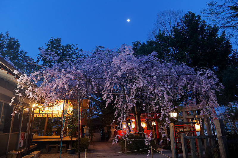 2021桜巡り 枝垂れ桜ライトアップ@水火天満宮_f0032011_19383091.jpg