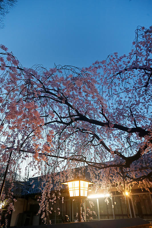 2021桜巡り 枝垂れ桜ライトアップ@水火天満宮_f0032011_19383153.jpg
