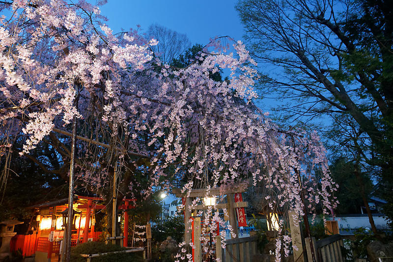 2021桜巡り 枝垂れ桜ライトアップ@水火天満宮_f0032011_19383172.jpg