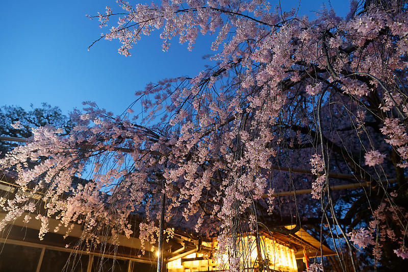 2021桜巡り 枝垂れ桜ライトアップ@水火天満宮_f0032011_19383199.jpg