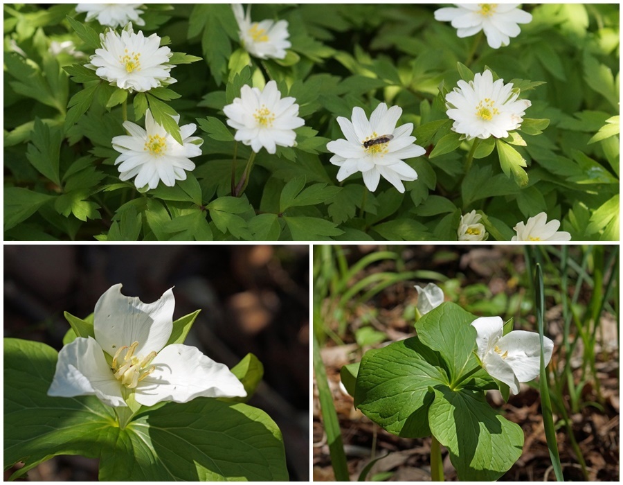 山笑う 花笑う 我が家の花たち 山笑う 花笑う 我が家の花たち