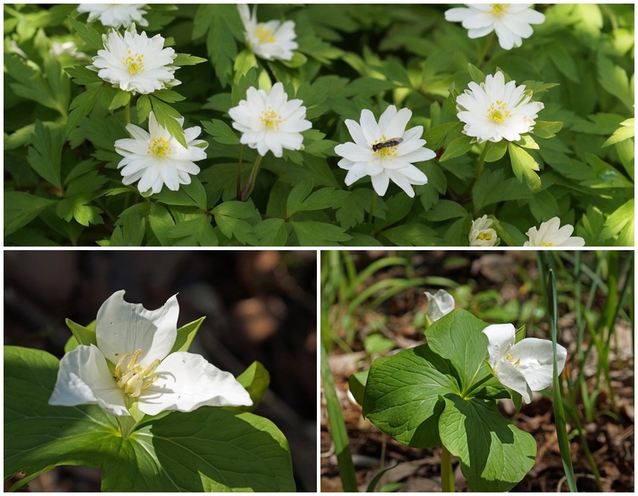 山笑う 花笑う 我が家の花たち