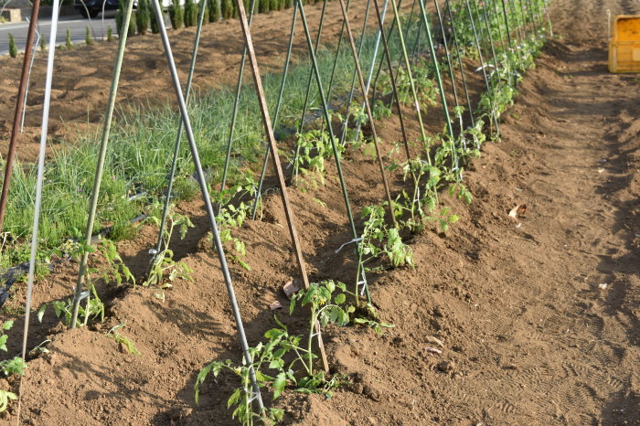 トマトの支柱立てと最初の誘引 甲府の野菜畑 トマトの支柱立てと最初の誘引 甲府の野菜畑