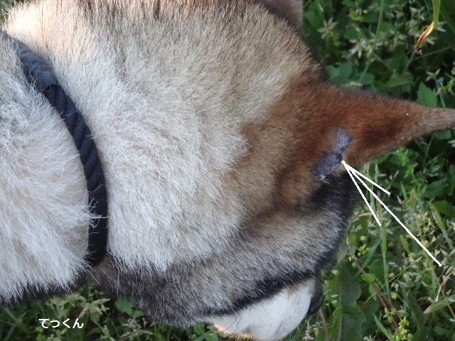 四国犬 テツカナ今日この頃 翔ちゃんもいるよ 四国犬 テツカナ今日この頃 翔ちゃんもいるよ