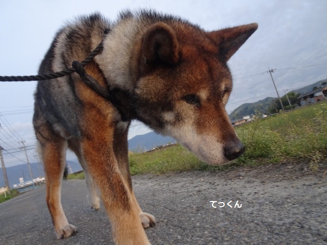 四国犬 テツカナ今日この頃 翔ちゃんもいるよ 四国犬 テツカナ今日この頃 翔ちゃんもいるよ
