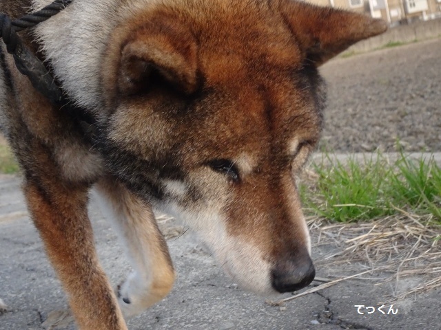 四国犬 テツカナ今日この頃 翔ちゃんもいるよ 四国犬 テツカナ今日この頃 翔ちゃんもいるよ