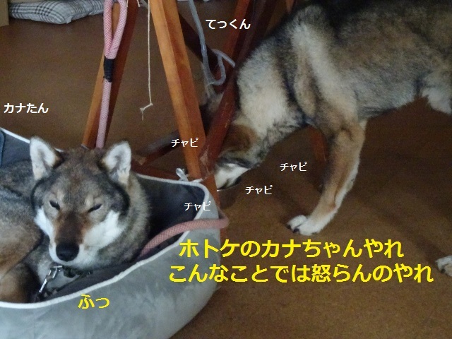 四国犬 テツカナ今日この頃 翔ちゃんもいるよ 四国犬 テツカナ今日この頃 翔ちゃんもいるよ