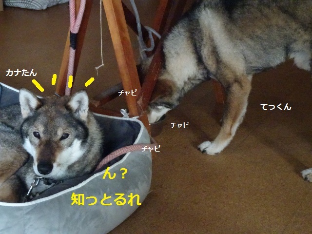 四国犬 テツカナ今日この頃 翔ちゃんもいるよ 四国犬 テツカナ今日この頃 翔ちゃんもいるよ