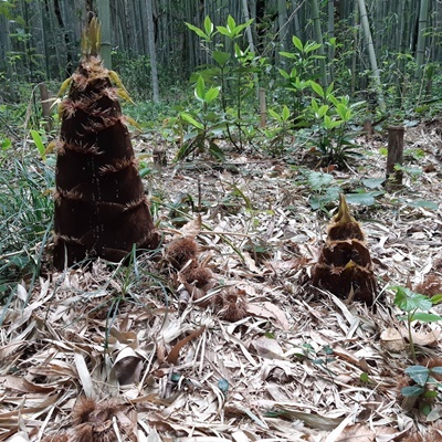 竹林ウォーキング_f0129726_18350795.jpg
