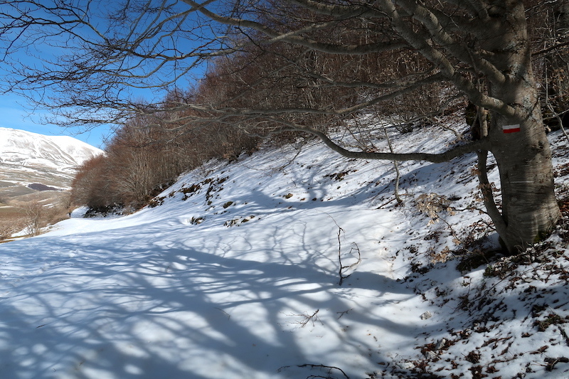 白雪の渓谷クロッカスと羊たち、カステッルッチョ_f0234936_22490989.jpg