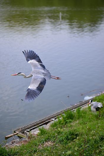 最強85mmレンズ選手権(2) 「決勝戦」_c0032138_20135961.jpg