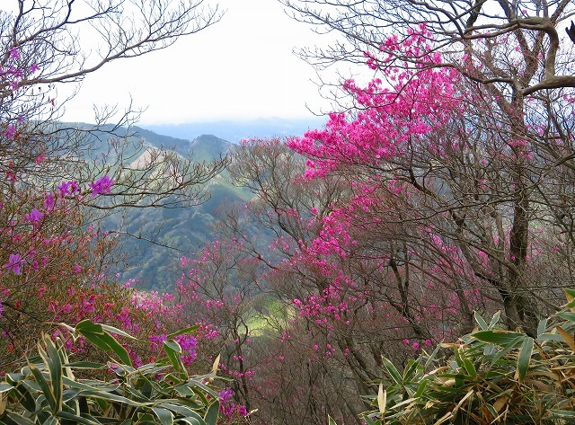 「あけぼのつつじ」＆「山野草」を楽しみました。_f0129949_13065553.jpg