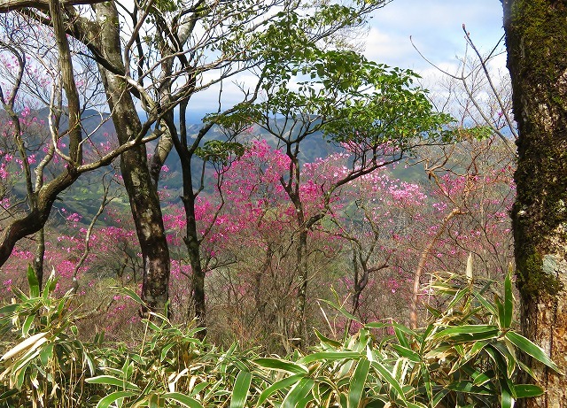 「あけぼのつつじ」＆「山野草」を楽しみました。_f0129949_13135994.jpg