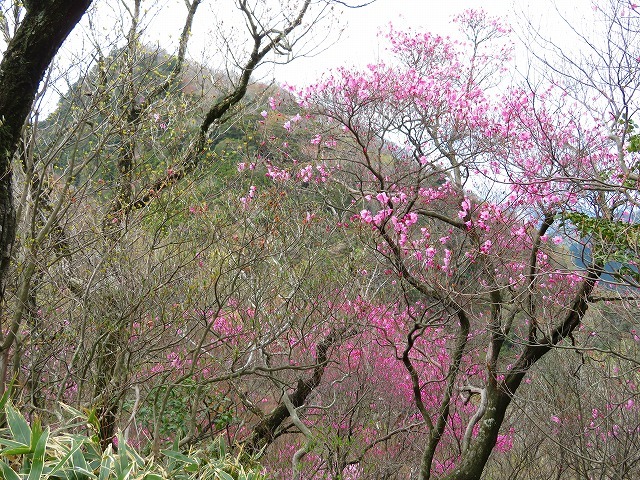 「あけぼのつつじ」＆「山野草」を楽しみました。_f0129949_13161313.jpg