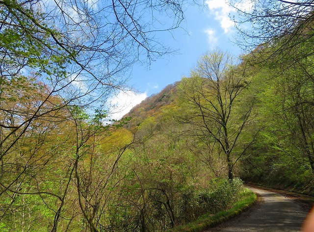 「あけぼのつつじ」＆「山野草」を楽しみました。_f0129949_13541555.jpg