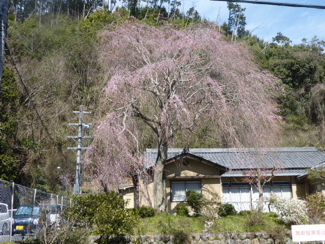 TORI白湯らーめん 塩@麺~leads なかの~ 天理店_a0389150_17394768.jpg