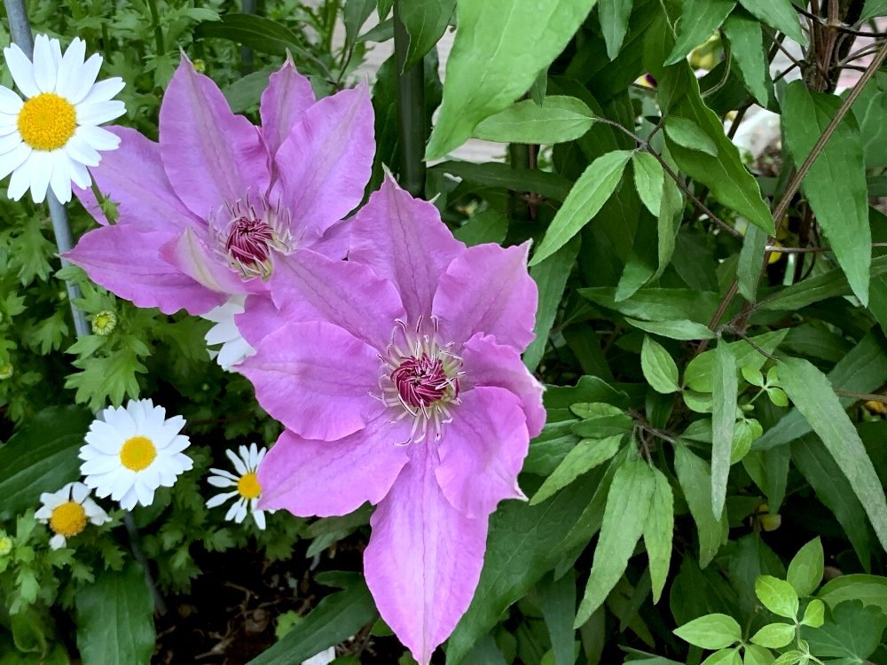 毎年咲く花だけれど ガジャのねーさんの 空をみあげて Hazle Cucu