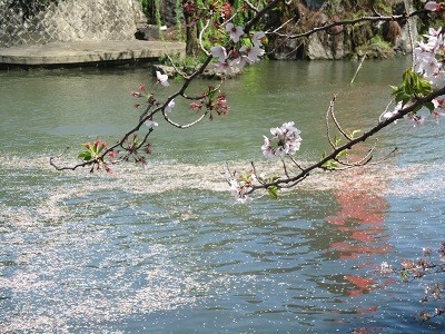 ２０２１年の桜（３）－水門川沿い　落花－_f0197754_11260006.jpg
