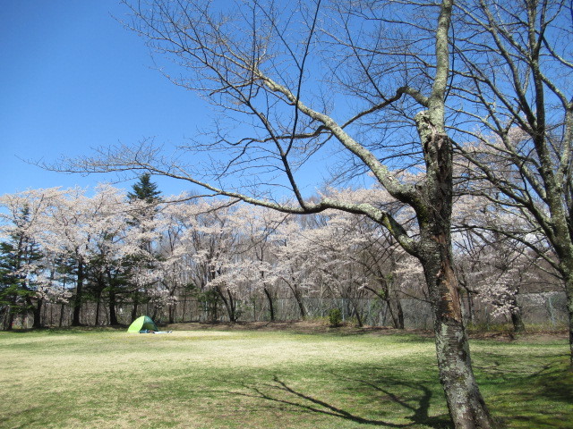 佐久・王城公園の桜が満開♪_f0236260_09273975.jpg