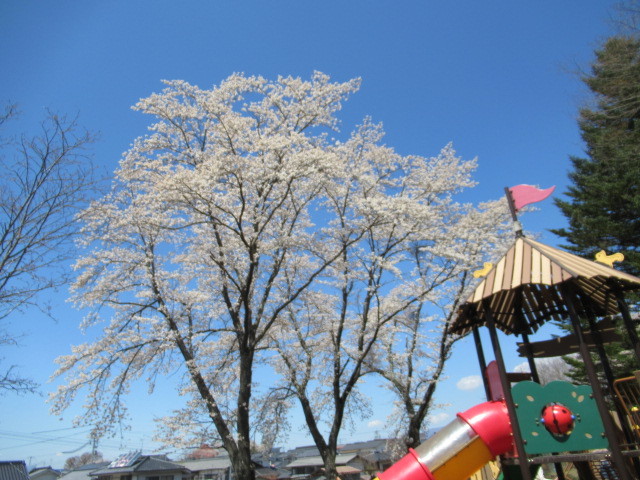 佐久・王城公園の桜が満開♪_f0236260_09503931.jpg