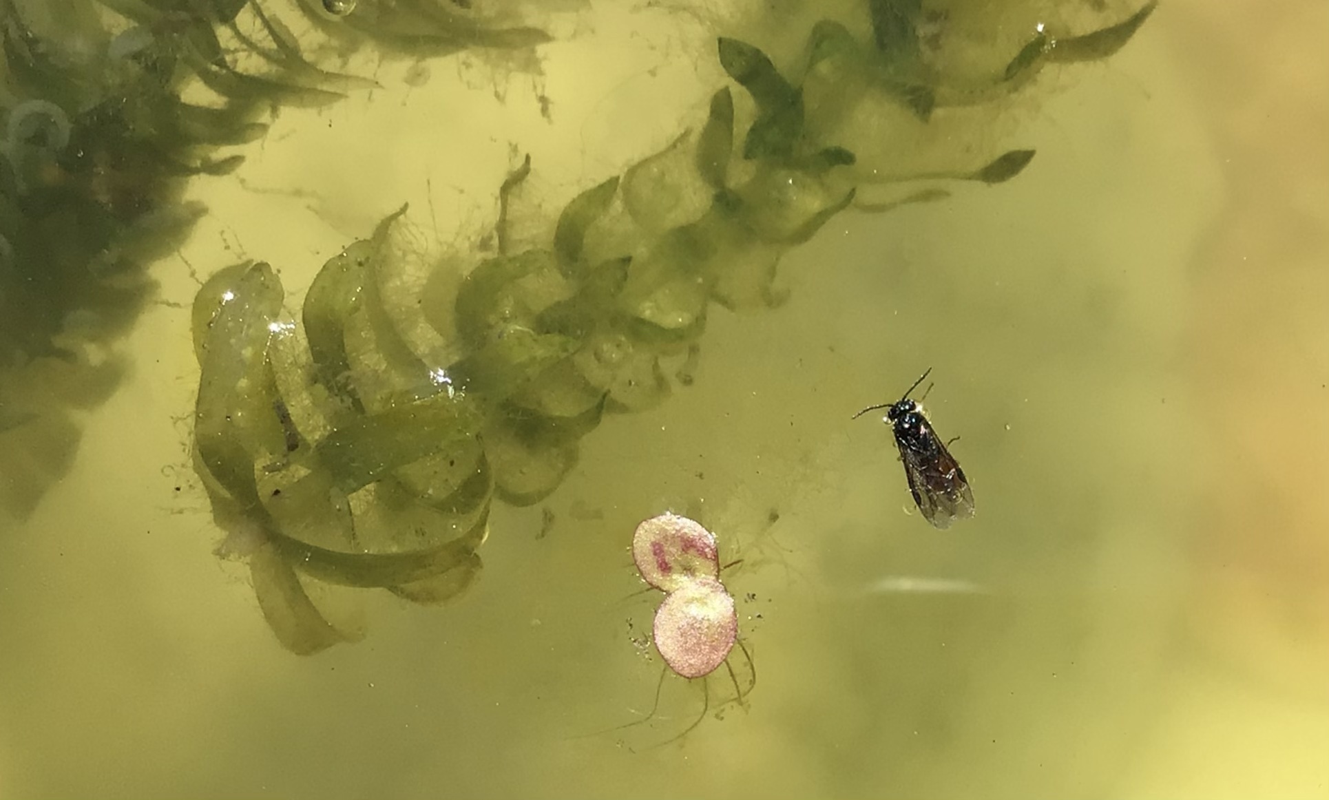 入る 虫 に の で 飛ん 夏 火